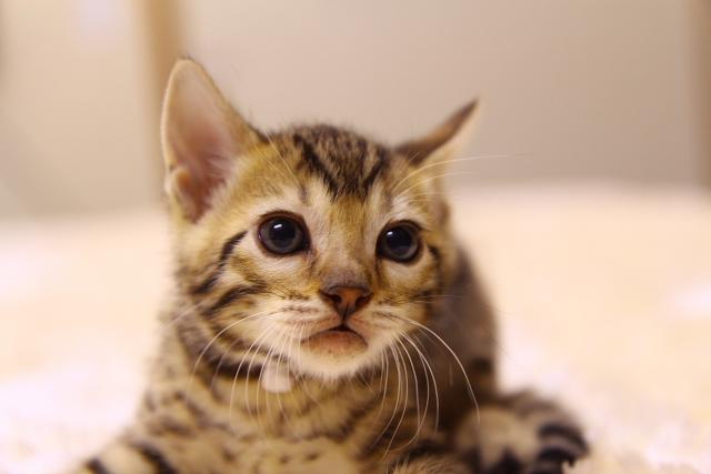 ベンガルブラウン・スポテッド・タビー