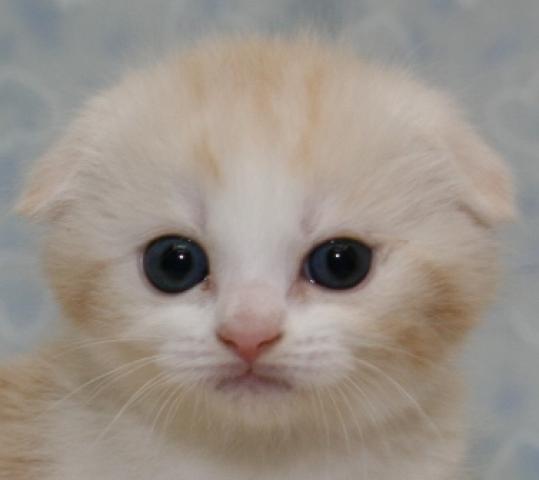 スコティッシュフォールド