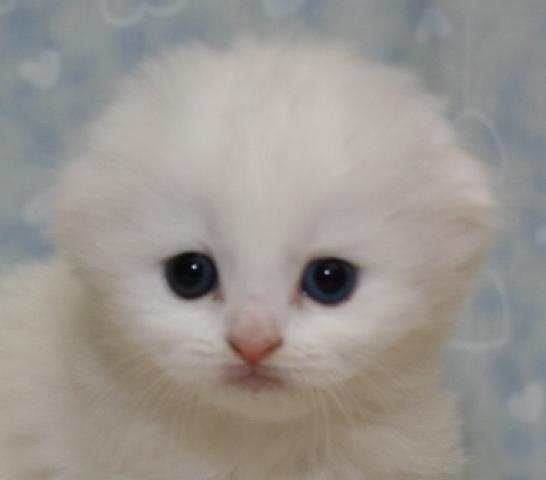 スコティッシュフォールド