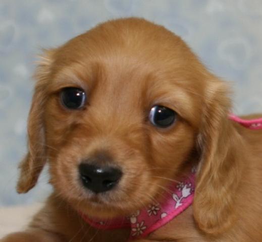 カニンヘンダックスフンド