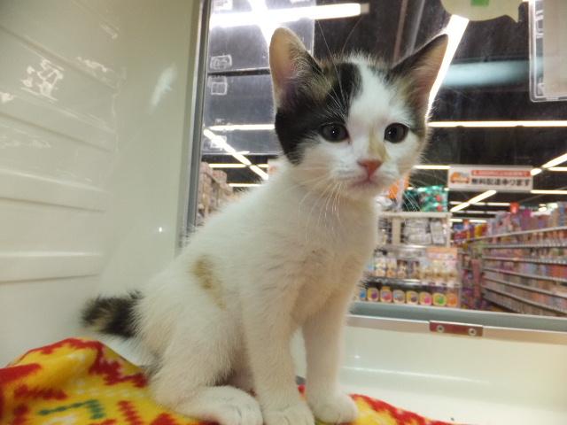 スコティッシュフォールド