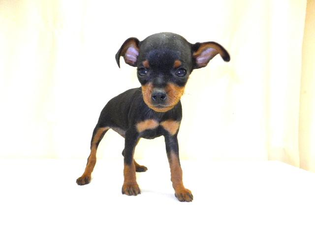 ミニチュアピンシャー