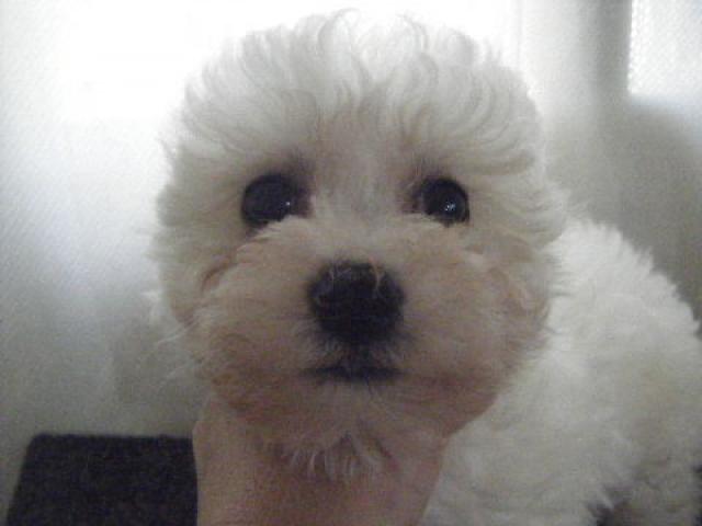 ビションフリーゼ