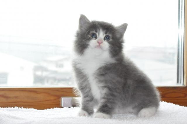 ノルウェージャンフォレストキャット
