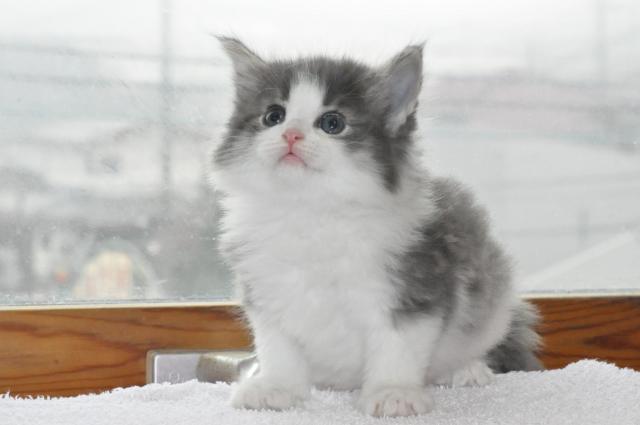 ノルウェージャンフォレストキャット