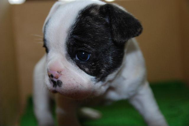 フレンチブルドッグ