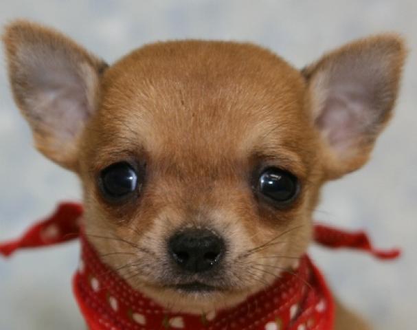 チワワ（スムースコート）