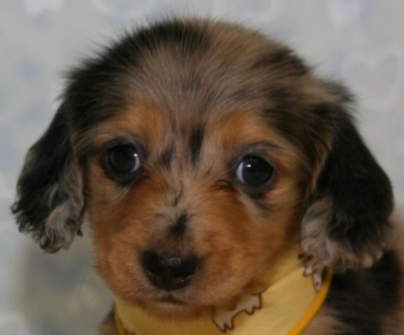 ミニチュアダックスフンド