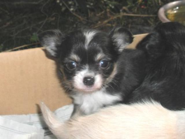 チワワ（ロングコート）