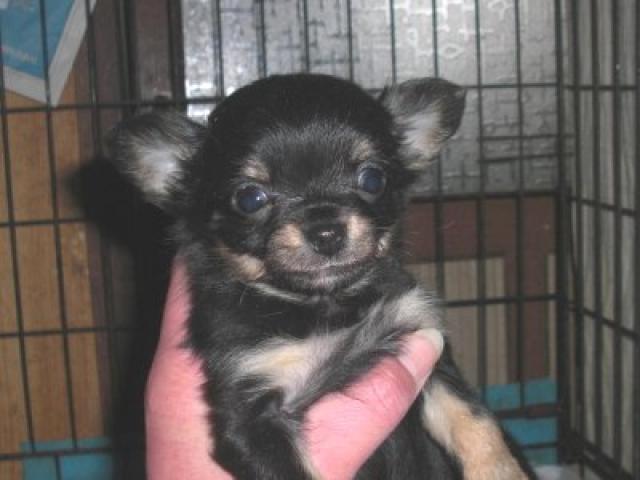 チワワ(ロングコート)