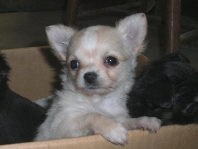 チワワ(ロングコート)