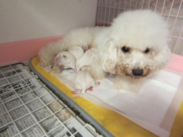 ビションフリーゼ