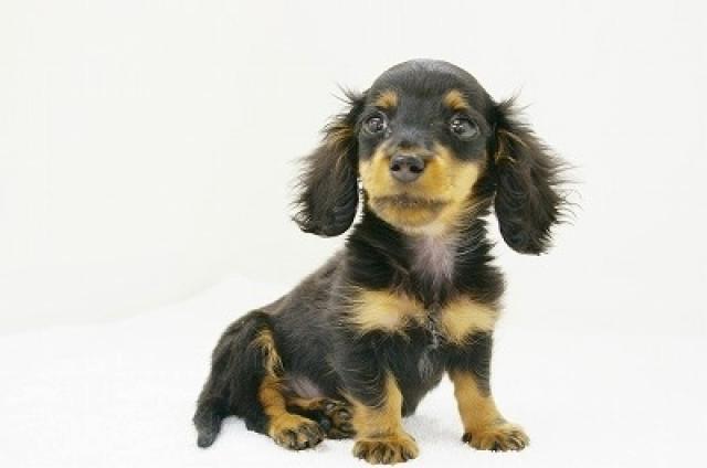 ミニチュアダックスフンド