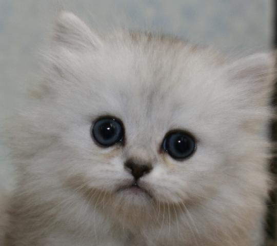 ペルシャ・ヒマラヤン