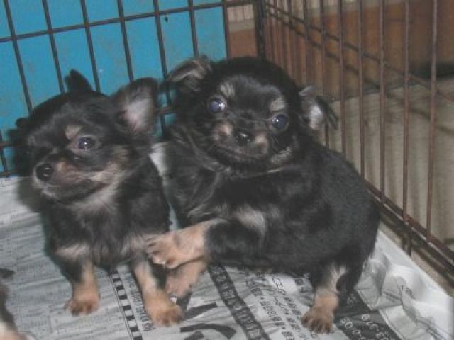 チワワ(ロングコート)