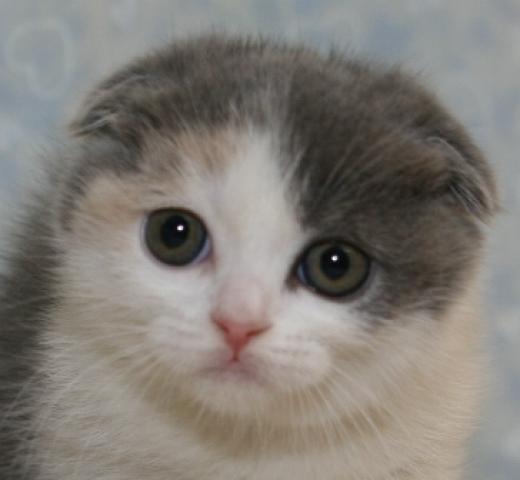 スコティッシュフォールド