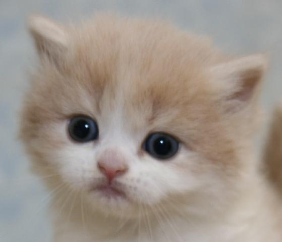 スコティッシュフォールド