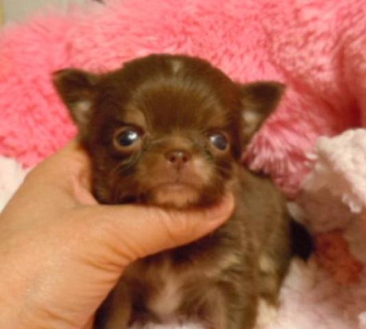 チワワ（ロングコート）