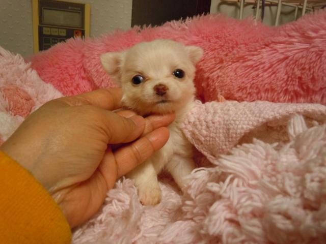 チワワ（ロングコート）