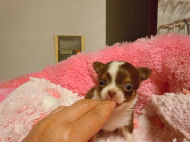 チワワ（ロングコート）