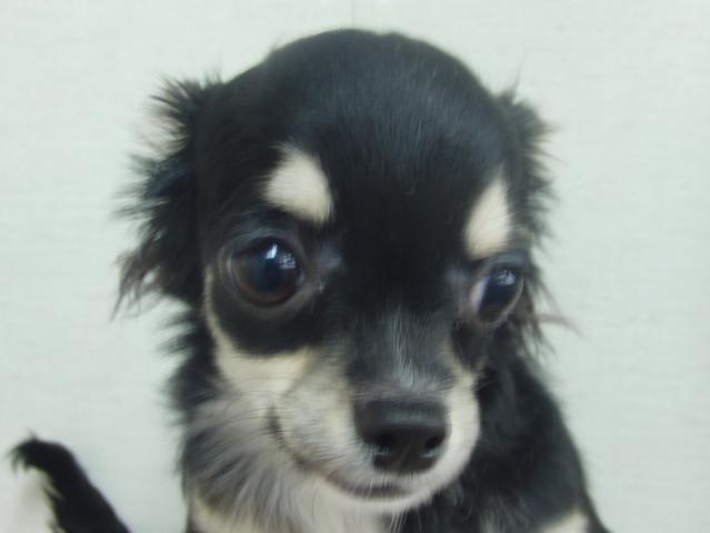 チワワ（ロングコート）