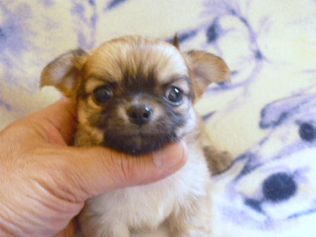 チワワ（ロングコート）