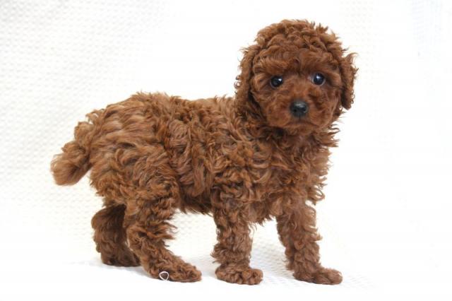 トイプードル