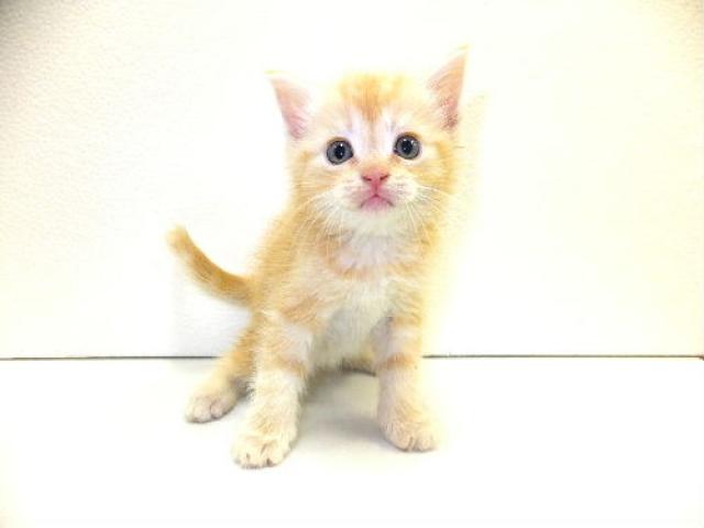 スコティッシュフォールド