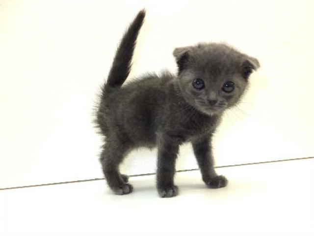 スコティッシュフォールド