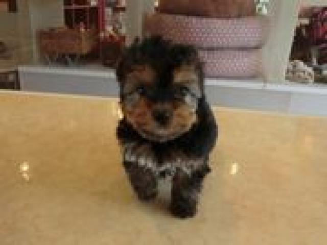 ヨークシャーテリア