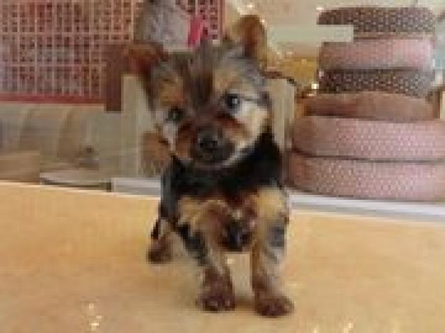 ヨークシャーテリア