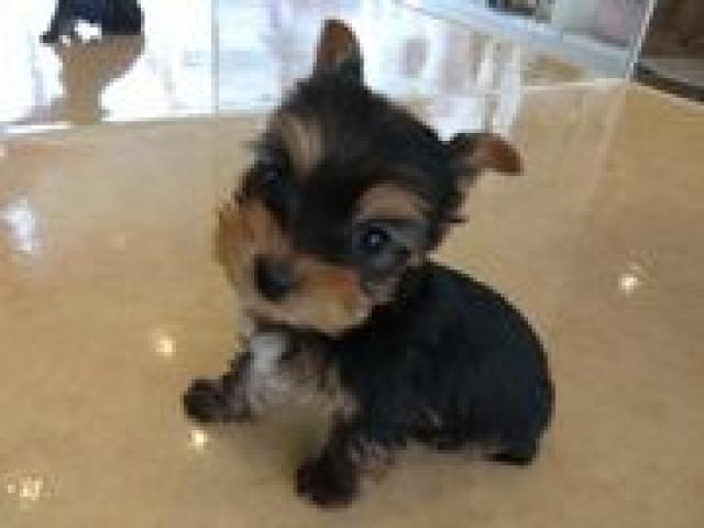 ヨークシャーテリア