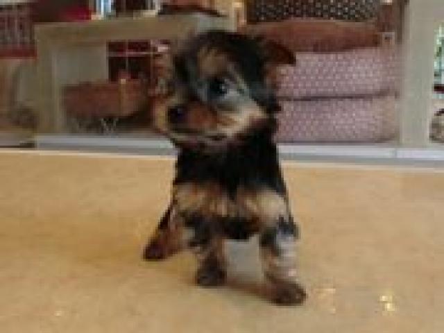 ヨークシャーテリア