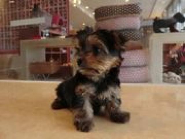 ヨークシャーテリア