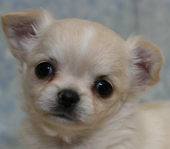 チワワ（ロングコート）