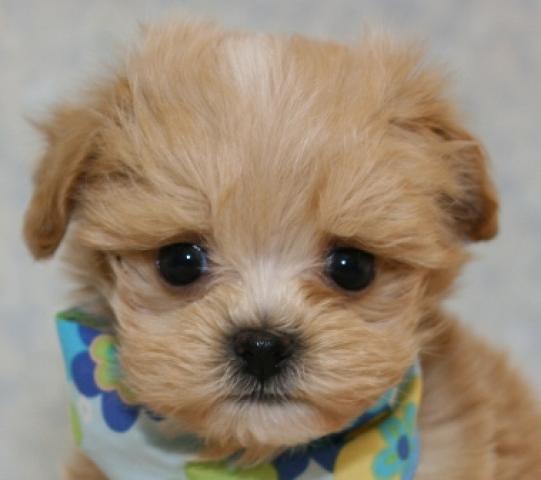 MIXマルチーズ×トイプードル