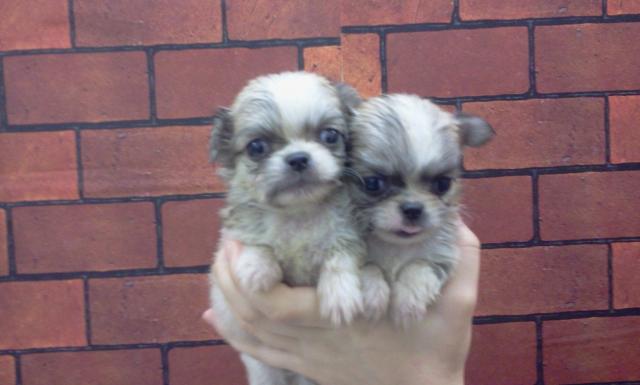 Mix(父:チワワ×母:ペキニーズ)