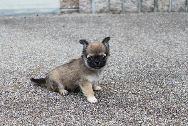 チワワ（ロングコート）