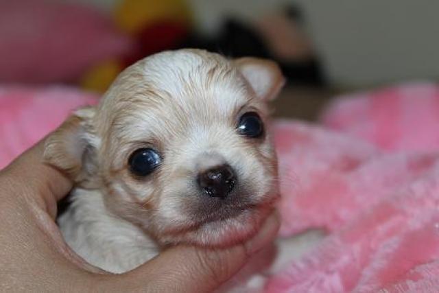 チワワ（ロングコート）