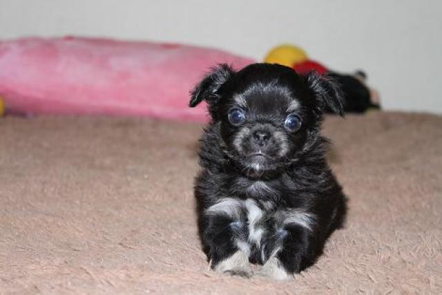 チワワ(ロングコート)