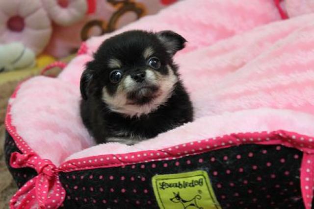 チワワ（ロングコート）