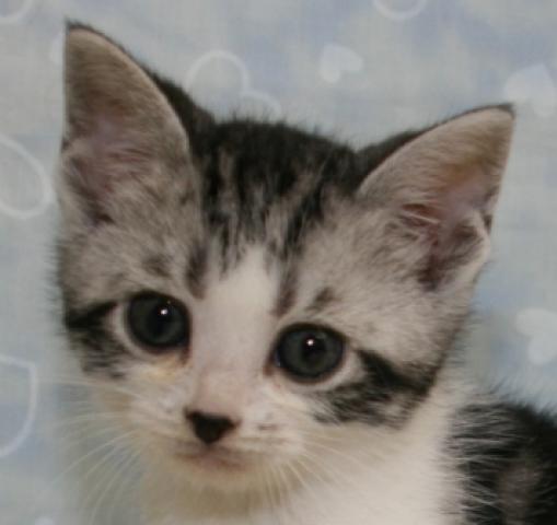 アメリカンショートヘアー