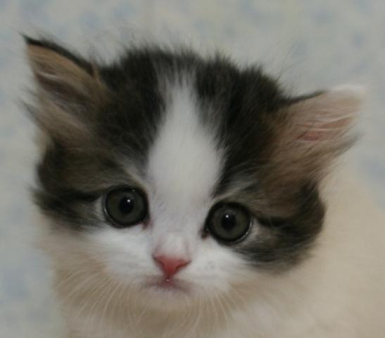 スコティッシュフォールド