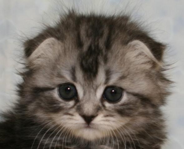 スコティッシュフォールド