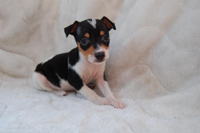 ミニチュアピンシャー