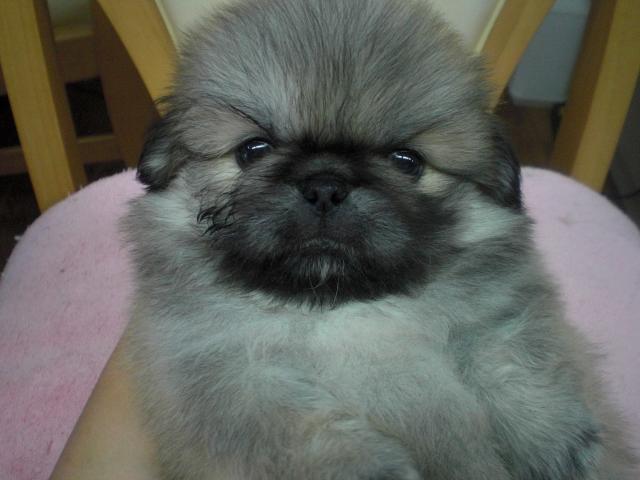 ペキニーズ 子犬や子猫たちのペット販売情報が満載 ペットステーション ペキニーズ 子犬や子猫たちのペット販売情報が満載 ペットステーション