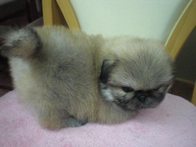 ペキニーズ 子犬や子猫たちのペット販売情報が満載 ペットステーション