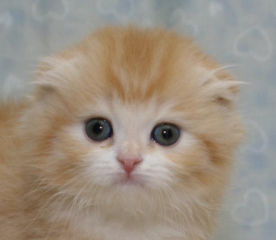 スコティッシュフォールド