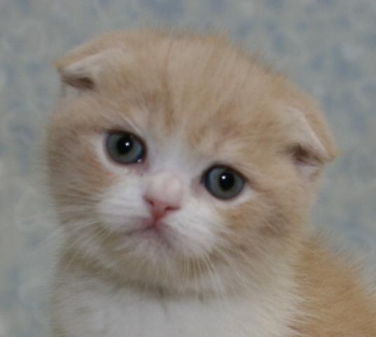 スコティッシュフォールド