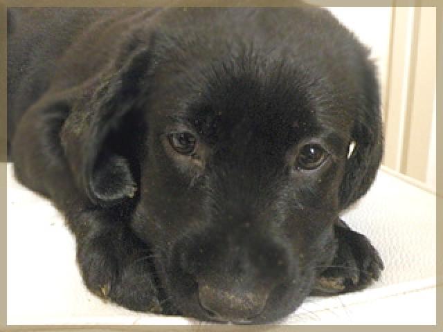 ラブラドールレトリーバー